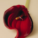 Splendore Diamond Ring